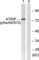 ATRIP (phospho Ser68) Polyclonal Antibody