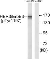 ErbB-3 (phospho Tyr1197) Polyclonal Antibody