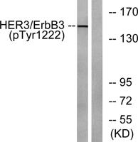 ErbB-3 (phospho Tyr1222) Polyclonal Antibody