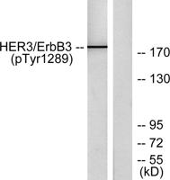 ErbB-3 (phospho Tyr1289) Polyclonal Antibody
