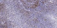 ErbB-3 (phospho Tyr1289) Polyclonal Antibody