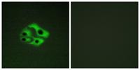 Bad (phospho Ser134) Polyclonal Antibody