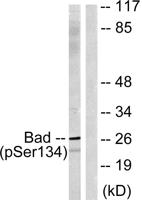 Bad (phospho Ser134) Polyclonal Antibody