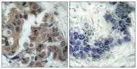 Bad (phospho Ser136) Polyclonal Antibody
