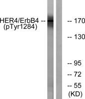 ErbB-4 (phospho Tyr1284) Polyclonal Antibody
