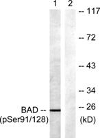Bad (phospho Ser91) Polyclonal Antibody
