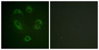 BAM32 (phospho Tyr139) Polyclonal Antibody