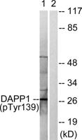 BAM32 (phospho Tyr139) Polyclonal Antibody