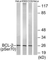 Bcl-2 (phospho Ser70) Polyclonal Antibody