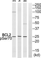Bcl-2 (phospho Ser70) Polyclonal Antibody