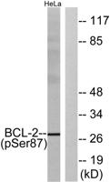 Bcl-2 (phospho Ser87) Polyclonal Antibody