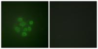 MDM2 (phospho Ser166) Polyclonal Antibody