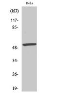 MEF-2 (phospho Ser408) Polyclonal Antibody