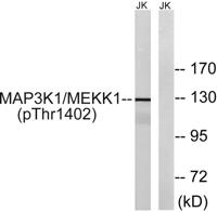 MEK Kinase-1 (phospho Thr1402) Polyclonal Antibody