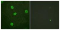 B-Myb (phospho Ser577) Polyclonal Antibody