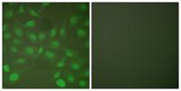 C/EBP β (phospho Thr235) Polyclonal Antibody