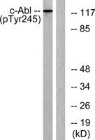 c-Abl (phospho Tyr245) Polyclonal Antibody