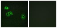 Calmodulin-1 (phospho Thr80/S82) Polyclonal Antibody