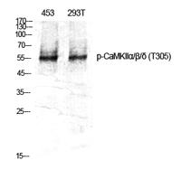 CaMKIIα/β/δ (phospho Thr305) Polyclonal Antibody