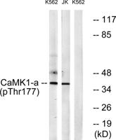 CaMKIα (phospho Thr177) Polyclonal Antibody