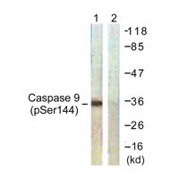 Caspase-9 (phospho Ser144) Polyclonal Antibody