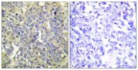 Caspase-9 (phospho Thr125) Polyclonal Antibody