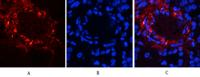 Catenin-β (phospho Ser37) Polyclonal Antibody