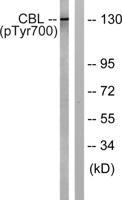 Cbl (phospho Tyr700) Polyclonal Antibody