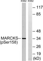 MARCKS (phospho Ser159) Polyclonal Antibody