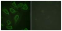 CD31 (phospho Tyr713) Polyclonal Antibody