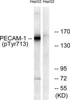 CD31 (phospho Tyr713) Polyclonal Antibody