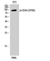 CD44 (phospho Ser706) Polyclonal Antibody