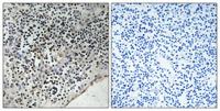 Cdc37 (phospho Ser13) Polyclonal Antibody