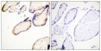 Cdc37 (phospho Ser13) Polyclonal Antibody