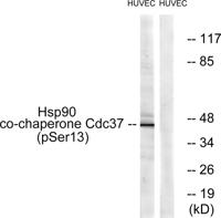 Cdc37 (phospho Ser13) Polyclonal Antibody