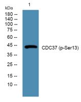 Cdc37 (phospho Ser13) Polyclonal Antibody