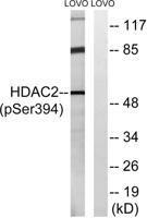 HDAC2 (phospho Ser394) Polyclonal Antibody