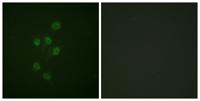 HDAC3 (phospho Ser424) Polyclonal Antibody