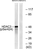 HDAC3 (phospho Ser424) Polyclonal Antibody