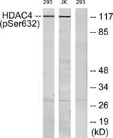 HDAC4 (phospho Ser632) Polyclonal Antibody