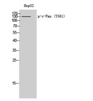 c-Fms (phospho Tyr561) Polyclonal Antibody