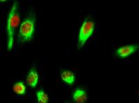 Chk2 (phospho Thr68) Polyclonal Antibody