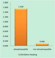 CHOP (phospho Ser30) Polyclonal Antibody