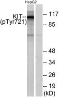 c-Kit (phospho Tyr721) Polyclonal Antibody