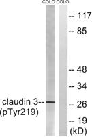 Claudin-3 (phospho Tyr219) Polyclonal Antibody
