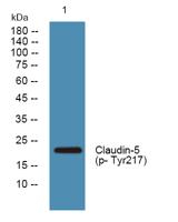 Claudin-5 (phospho Tyr217) Polyclonal Antibody
