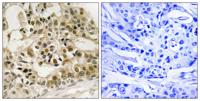 c-Myb (phospho Ser532) Polyclonal Antibody