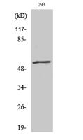 c-Myc (phospho Thr58) Polyclonal Antibody