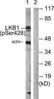 LKB1 (phospho Ser428) Polyclonal Antibody