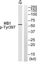 Lck BP-1 (phospho Tyr397) Polyclonal Antibody